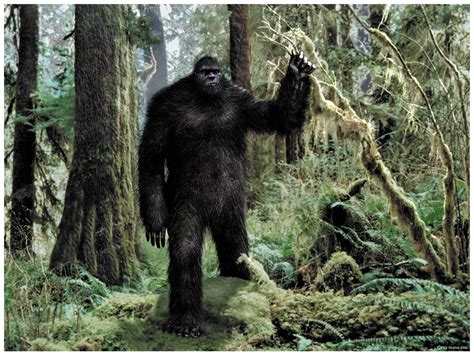 big foot wiki|Sasquatch .